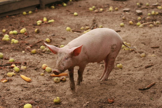 Pig in traditional farm