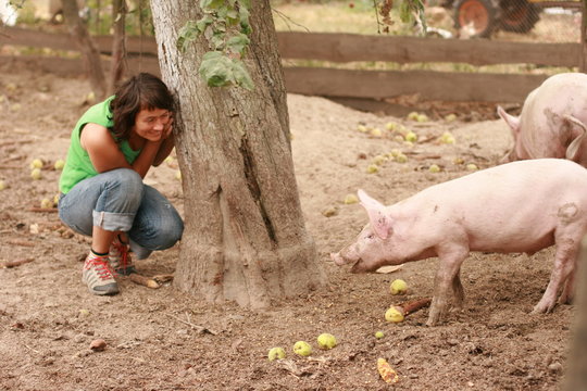 Girl and two pigs in traditional farm