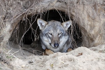 Portrait of a wolf in a burrow