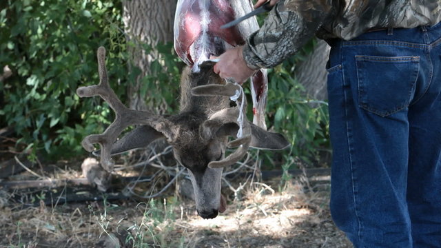 Hunter skin deer P HD 2166