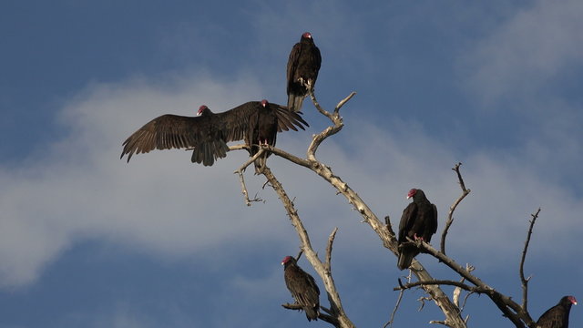 Buzzards in dead tree blue sky 4K 115