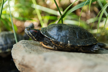 Relaxing turtke