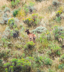 Baby elk in Yellowstone National Park