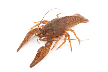 crayfish