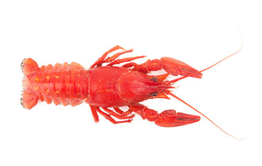 crayfish