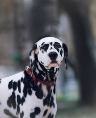 Portrait of black and white dalmatian dog