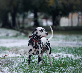 Portrait of black and white dalmatian