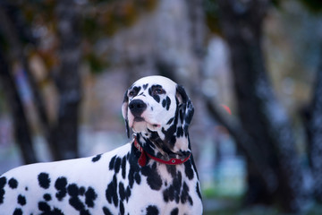 Portrait of black and white dalmatian dog