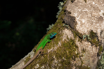 Naklejka na ściany i meble European Green Lizard or Lacerta Viridis is Sunbathing on A Tree