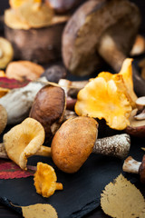 Mix of autumn wild forest edible mushrooms
