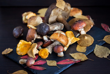 Mix of autumn wild forest edible mushrooms