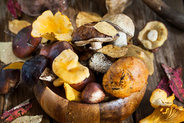 Mix of autumn wild forest edible mushrooms