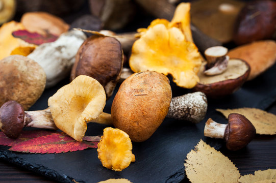 Mix of autumn wild forest edible mushrooms