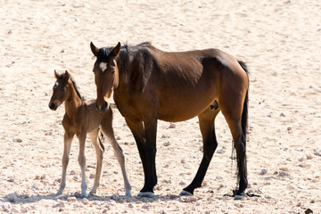 Wild horse with kitten in Garub Desert.