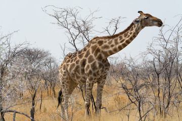 Giraffe eating akazia leaves.