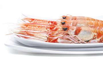 shrimp in a white isolated background