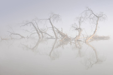 Boughs sticking out of river during misty morning