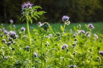 Bienentrachtpflanze © focus finder