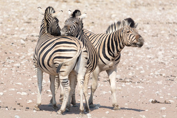 Fototapeta na wymiar Three Zebras in touch.