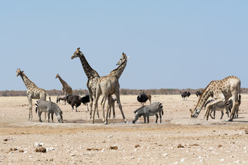 Groupt of giraffes and other animals at waterhole.