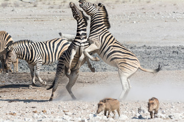 Obraz na płótnie Canvas Fighting Zebras