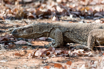 Waran in the leaves.
