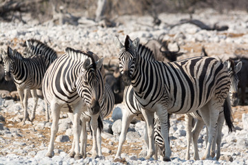 Fototapeta na wymiar Group of Zebras