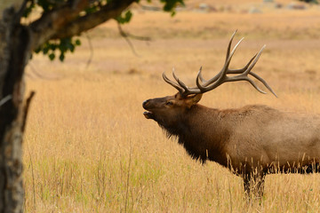 Naklejka na ściany i meble Bull elk bugling during fall mating season in the Rocky Mountains