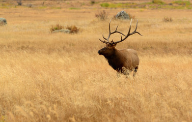 Bull elk bugling during fall mating season in the Rocky Mountains.