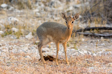 Female Damara Dik-Dik.