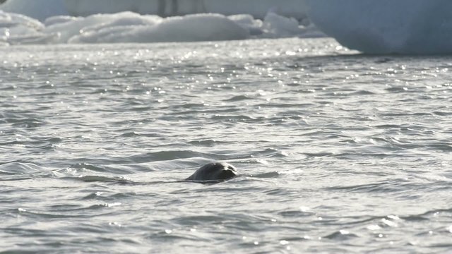 Wild Seal swimming between icebergs floating in the Jokulsarlon galcier lagoon in Iceland.