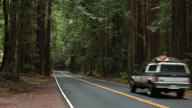 Vacation travel vehicles drive through California Redwood forest HD 5665