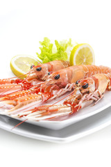 shrimp in a white isolated background