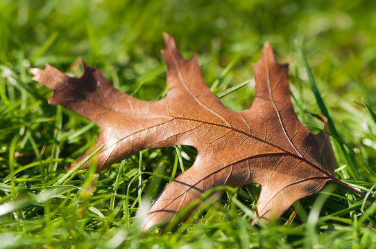 Laub auf dem Rasen, Herbst, Blatt einer Amerikanischen Eiche, Eichenlaub, Vergänglichkeit, Naturkreislauf