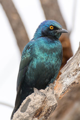 burchell's starling