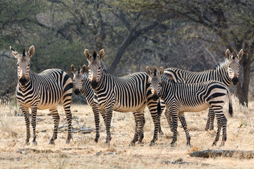 Fototapeta na wymiar Family of hartmann mountain zebras looking into the cam.