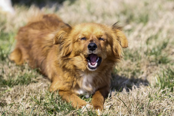 Fototapeta na wymiar Cute little brown dog in a green field