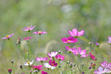 コスモス