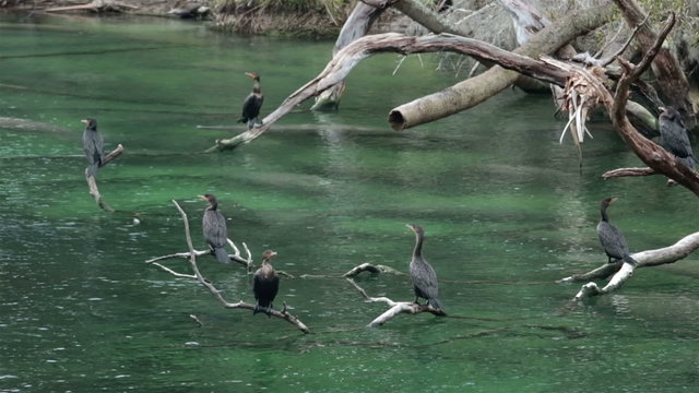 Manatee Blue Spring State Park Cormorant birds HD 1932