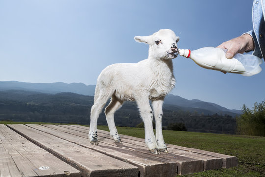 Bottle Feeding Baby Sheep In Nature Background