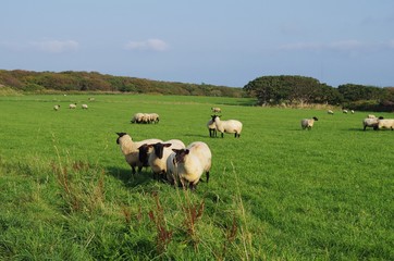 焼尻島のひつじ