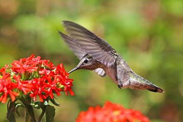 Fototapeta na wymiar Annas Hummingbird feeding on Maltese Cross flowers