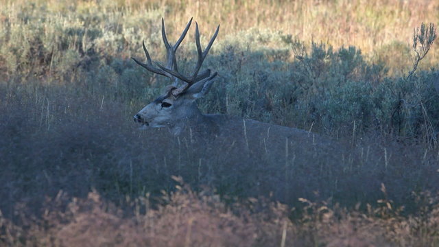 Buck mule deer feeding P HD 2680