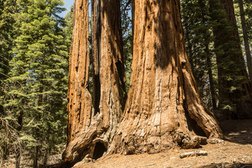 Giant Sequoia Trees