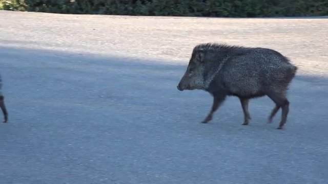 Sedona Arizona Peccary Javelina pig cross road 4K 023