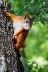 squirrel on a tree, green bokeh background