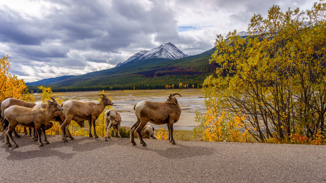 Group of Big Horn Sheep in Jasper National Park in the Canadian Rocky Mountains