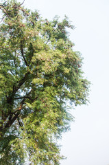 old big tree on color background with blue sky