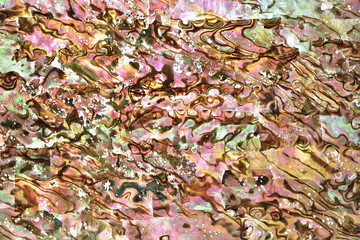 Shell plate texture on light
