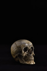 Skull on dark in spot light (Low key)